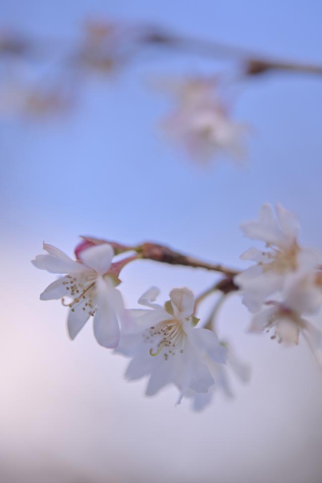 冬に咲く四季桜のピンク色の花びらの写真