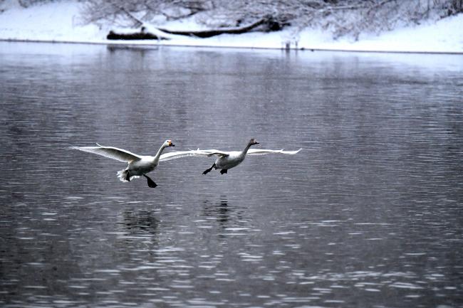 阿武隈川に降り立った2羽の白鳥の写真