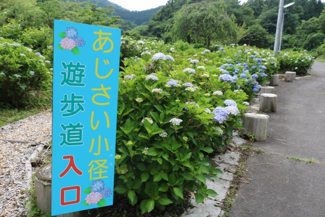 The Littlest Lane of Hydrangeas ・ あじさい最小径