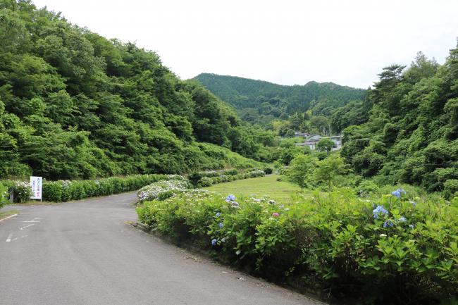 A Mountain Road Filled with Flowers ・ 花いっぱいの山道