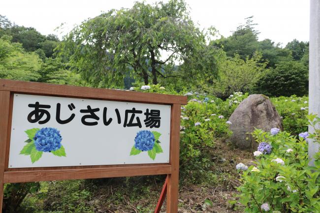 Hydrangea Plaza ・ 紫陽花広場