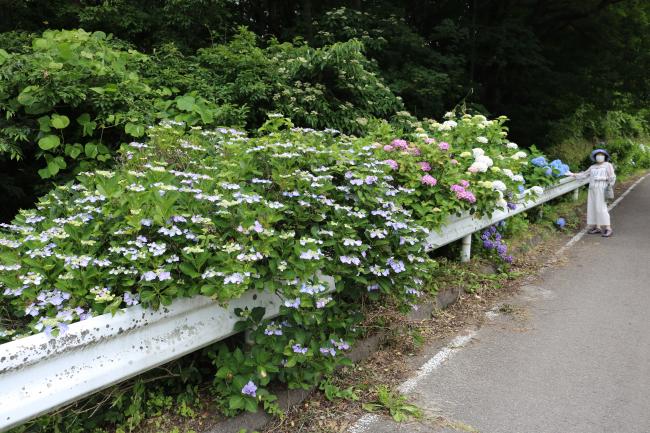 Our Diversity is in Hydrangeas ・ 我が多様性は紫陽花で