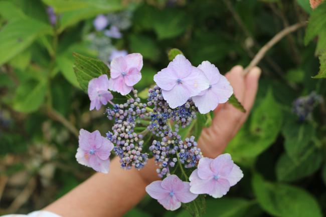 Lacecap Hydrangeas ・ 額紫陽花