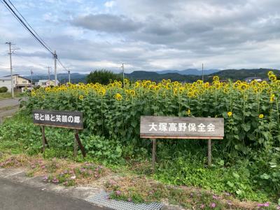 大塚高野保全会のひまわり畑3