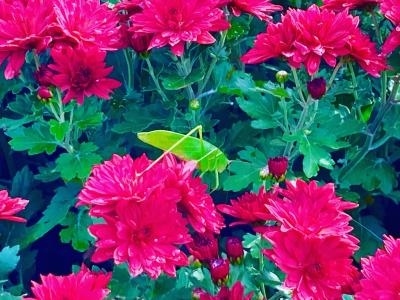 ざる菊