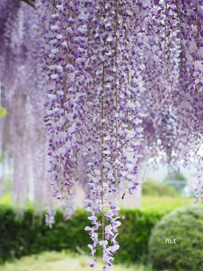藤の花の写真