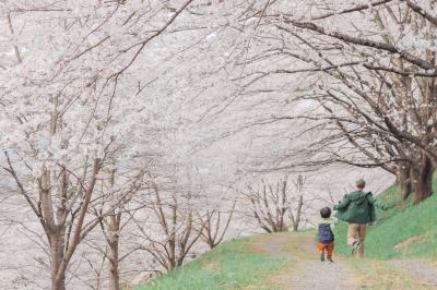 紅屋峠千本桜公園を歩く写真