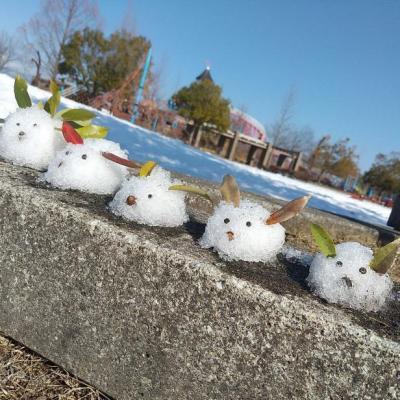 愛嬌ある雪うさぎたちの写真