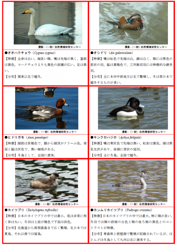 検査優先種１-２