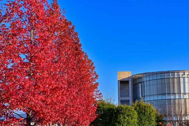 伊達市役所前にある真っ赤に紅葉した楓の写真