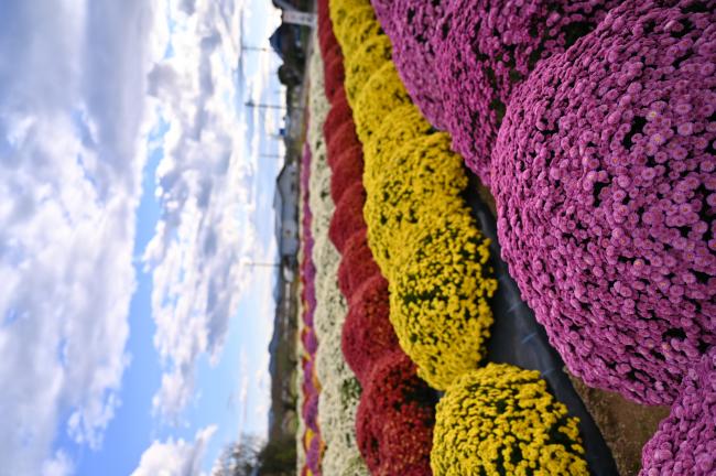 色鮮やかな梁川町五十沢地区のざる菊の写真