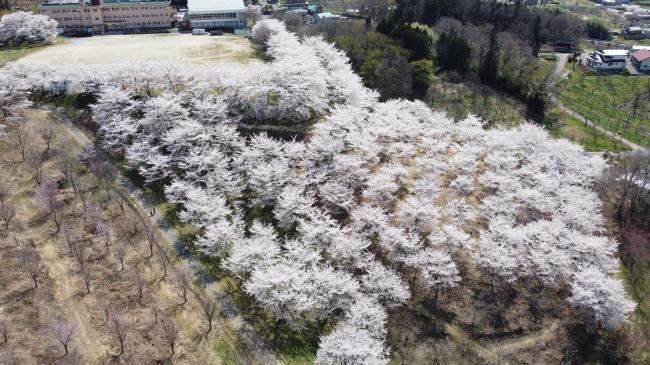 紅屋峠千本桜上空からの満開写真