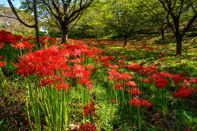 紅屋峠千本桜公園の一面ヒガンバナの写真