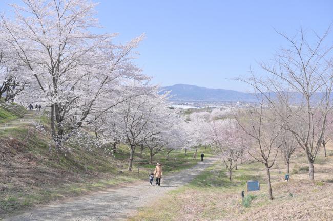 親子が散歩する紅屋峠千本桜の写真