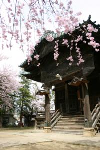 桜と薬師寺の写真