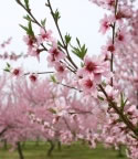 市の花「もも」