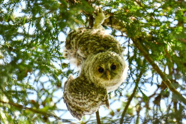 梁川町八幡神社の福よぶフクロウの写真