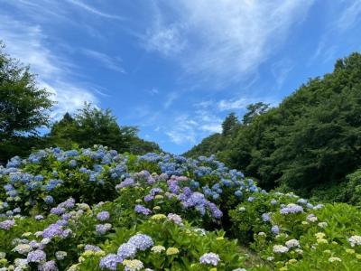 月舘町糠田 あじさいの小径
