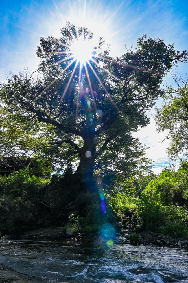 霊山町お経塚のケヤキの写真