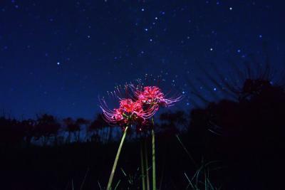 ヒガンバナと星空