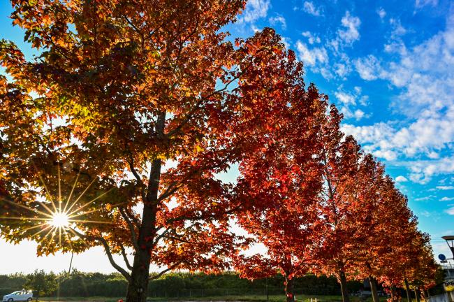 市役所前の紅葉写真