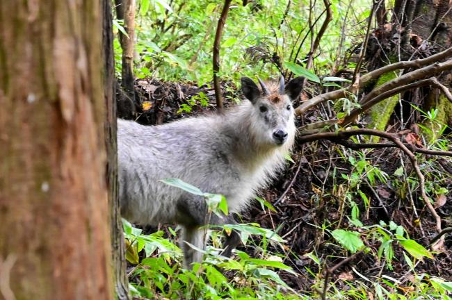 霊山で遭遇したカモシカの写真