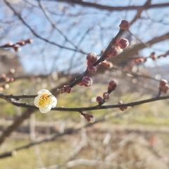 庭に咲いた梅の花の写真