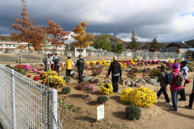 Walking through the Chrysanthemum Patch ・ 菊畑を通る