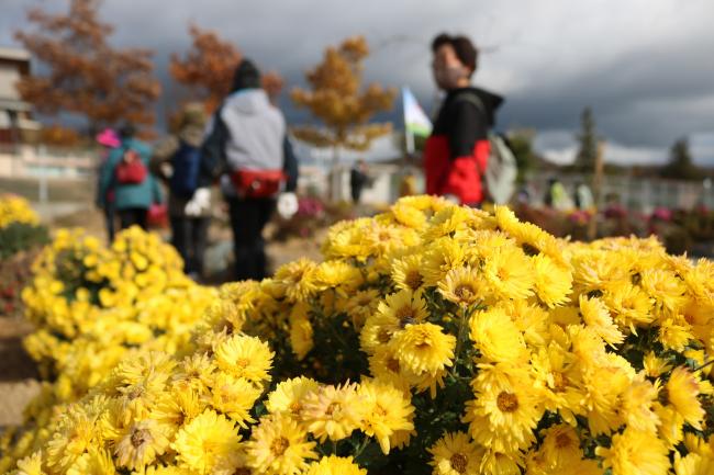 The Chrysanthemum and the Walker ・ 菊と歩行者