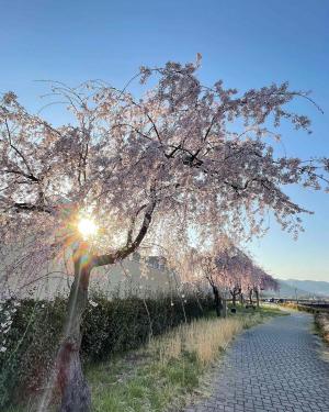 枝垂れ桜と朝日の写真
