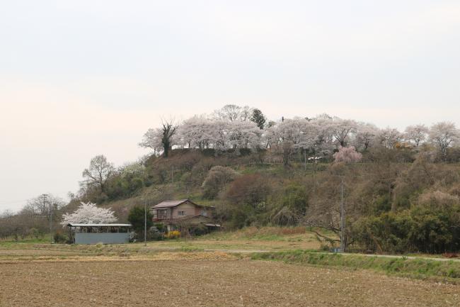 Castle in the Sky with Pink Fluffy Clouds ・ 天空の城と桜色ふわふわの曇