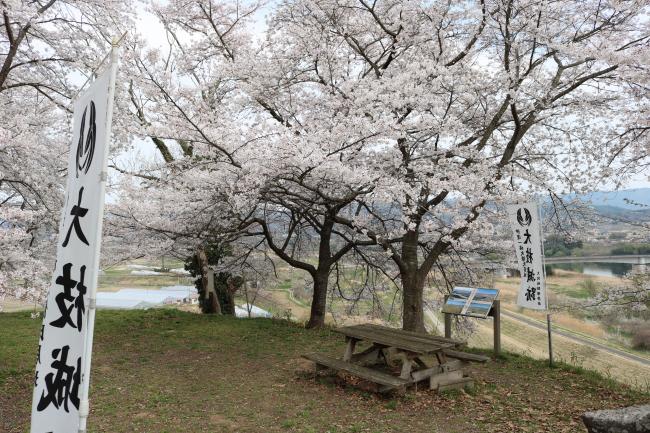 Large Branches of Cherry Trees ・ 桜木の大枝