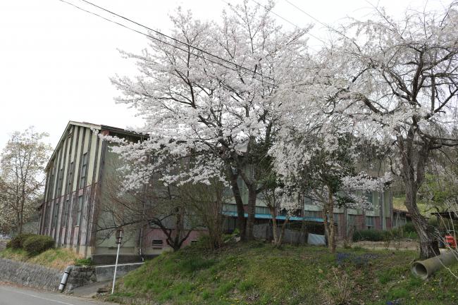 Wallflowering Cherry Trees ・ 壁の花の桜