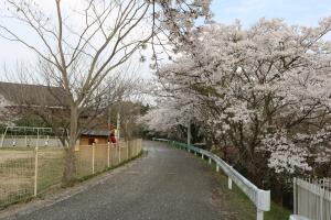 All Cherry on the Eastern Front ・ 東部戦線満開桜