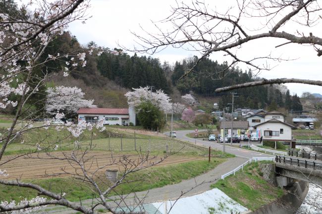 Watch for Blooming Trees ・ 咲いている木に注意