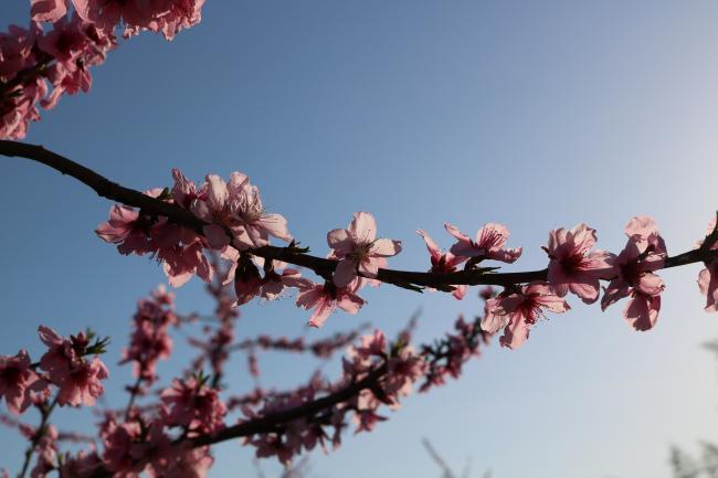 To Be, or Not with Bees ・ 生きる蜂か死ぬ蜂か