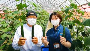 きゅうり農家、清和さんの写真