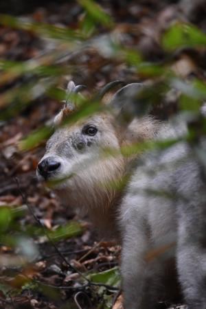 霊山のカモシカの写真