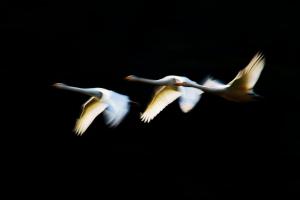 飛翔する白鳥の写真