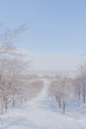 紅屋峠の雪景色の写真