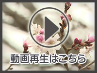 4月5日の映像を見る