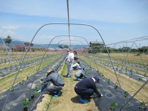 きゅうりの定植作業の実習