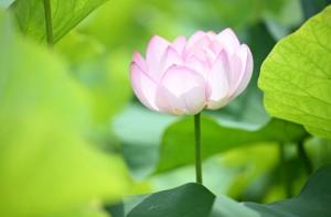ハスの花の写真