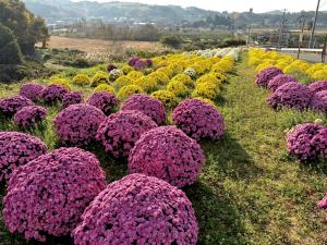 ざる菊の写真