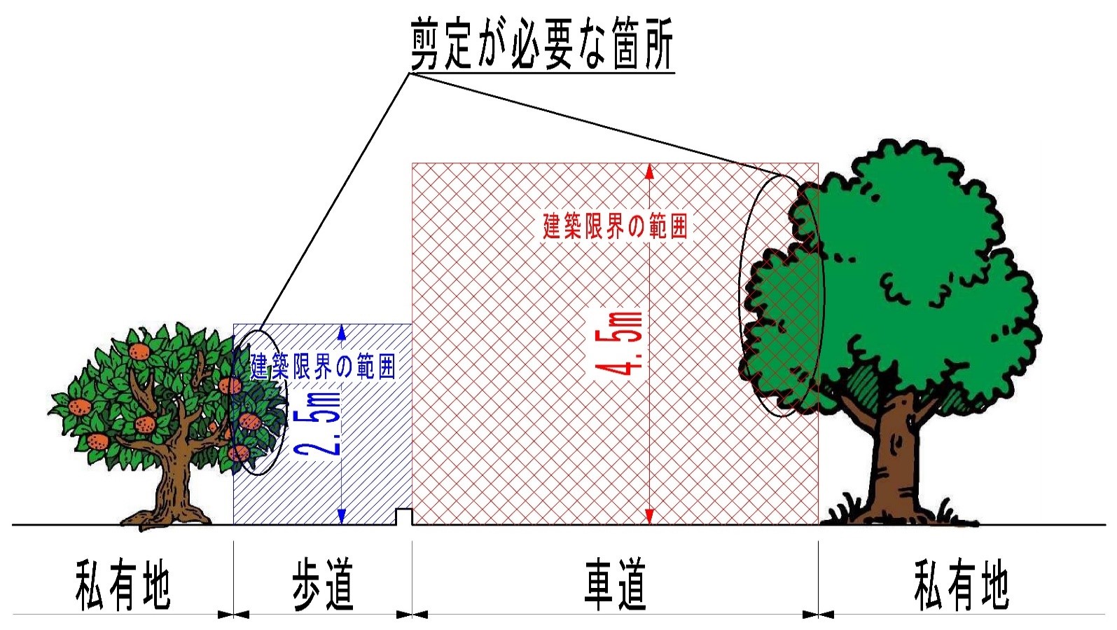 剪定が必要な範囲のイラスト画像