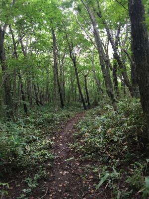 仙人水北側登山道