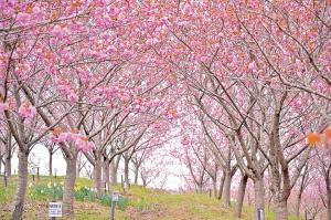 紅屋峠千本桜森林公園