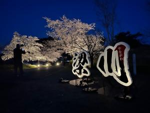 夜桜ライトアップ①