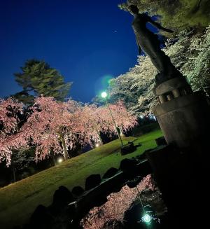 夜桜ライトアップ②