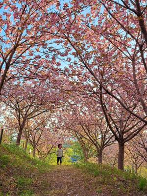桜の写真コンテスト市長賞
